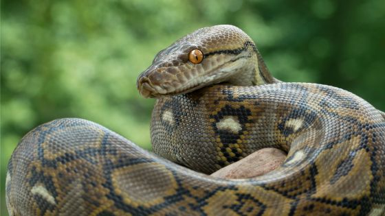 What is a reticulated python?