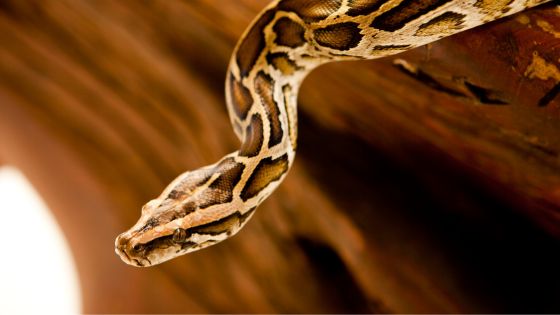 Are Burmese Pythons poisonous?