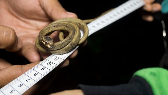 Measuring Snake Length