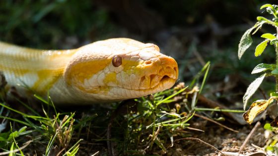 Albino burmese python