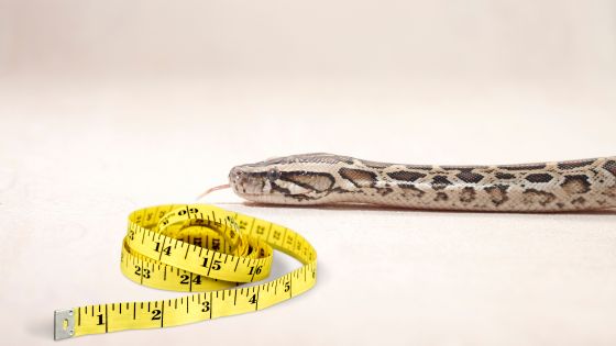 Burmese Python Size