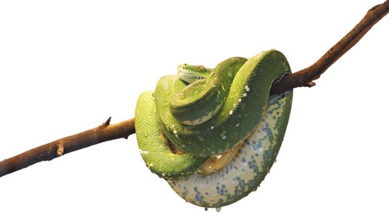How Big Do Green Tree Pythons Get?