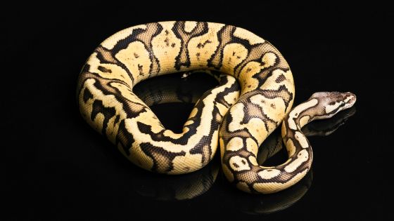 How Long Do Ball Pythons Live?