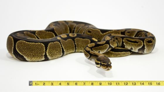 How big do ball pythons get?