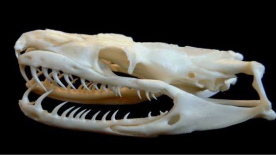 Reticulated Python teeth anatomy