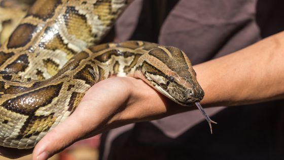How do Burmese pythons get?