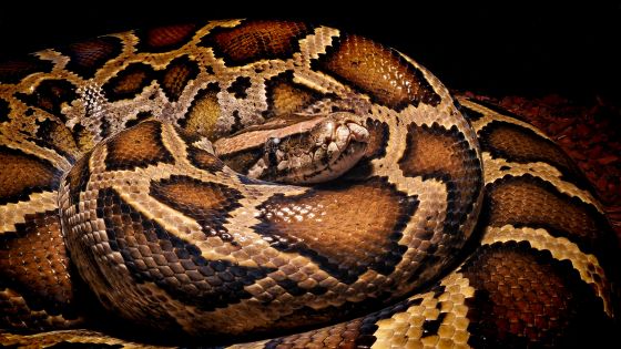 burmese pythons get up to 16 feet long